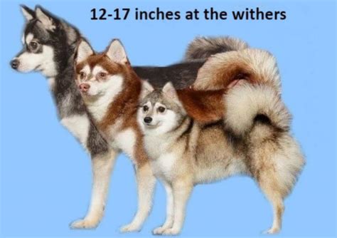 Alaskan Klee Kai Dog Breed Information Showsight