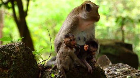 Very Lovely Small Baby Monkeys Playing So Happiness Near Mum Youtube