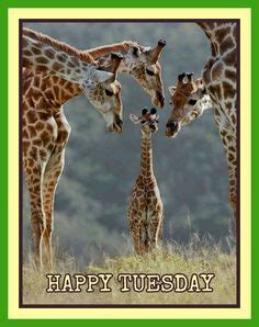 90 Happy Tuesday ideas | happy tuesday, cute animals, animal pictures