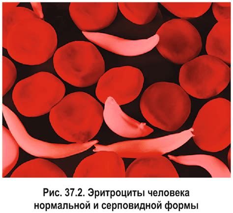 § 37. Генотипическая изменчивость: Мутационная изменчивость