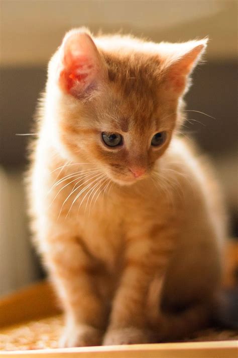 Orange Tabby Cat Fascinating Facts About Orange Cats Artofit