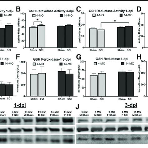 Glutathione Peroxidase Gpx Activity Is Increased After Spinal Cord