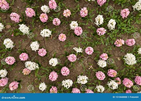 Fleurs Roses De Jacinthe Dans Le Parterre Vue Supérieure Photo Stock