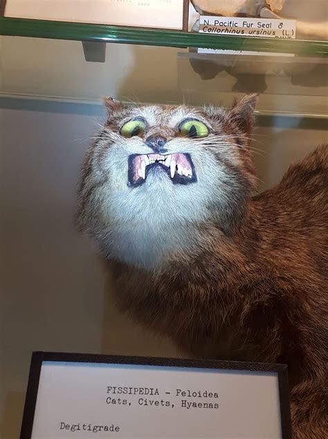 Wildcat Taxidermy University Museums In Scotland