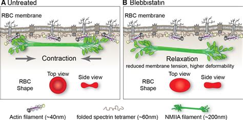 Myosin Iia Interacts With The Spectrin Actin Membrane Skeleton To