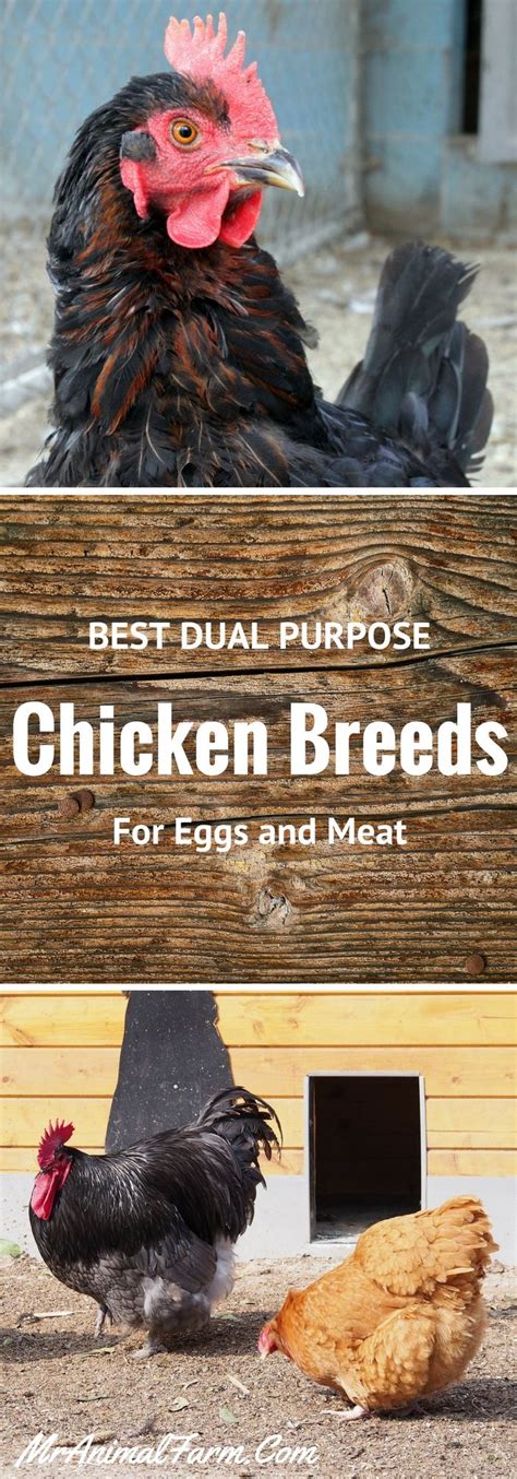 Guide To Choosing Chicken Breeds Pick The Best Breeds For Your