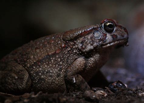 Bufonidae True Toads Wildlife Journal Junior