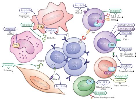 Targeting The Tumor Microenvironment In Chronic Lymphocytic Leukemia Haematologica