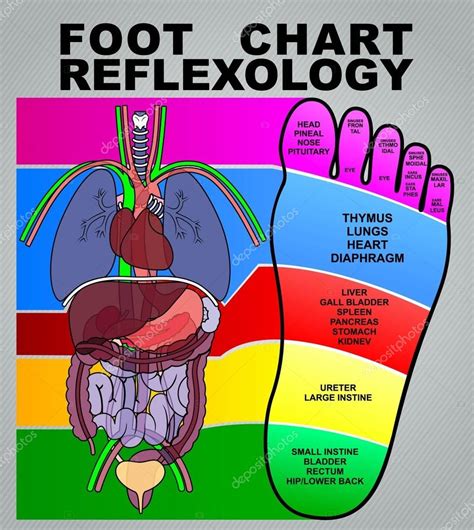 Foot Chart Reflexology Or Info Graphic Stock Vector Image By ©ixies