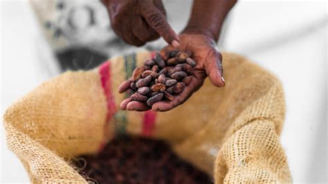 What A Single Cacao Bean Was Worth In The Ancient World