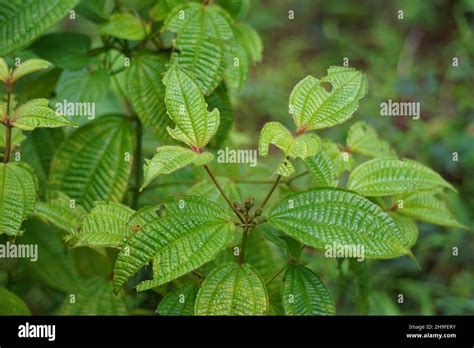 Kosters Curse Also Called Clidemia Hirta Clidemia Hirta Soapbush