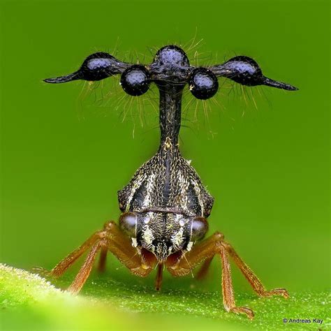 Ball Bearing Treehopper Bocydium Globulare Membracidae Weird