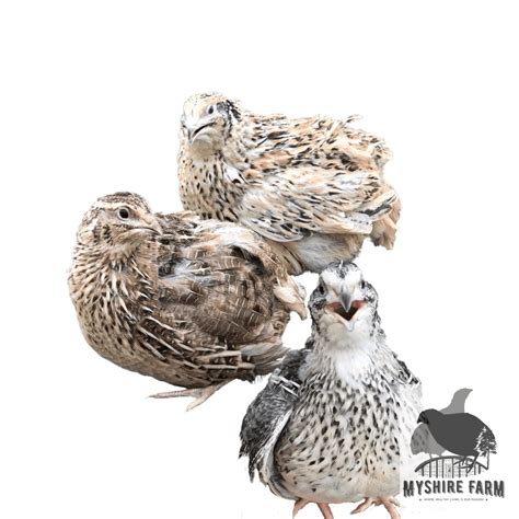 Jumbo White Wing Coturnix Quail Hatching Eggs Myshire Farm