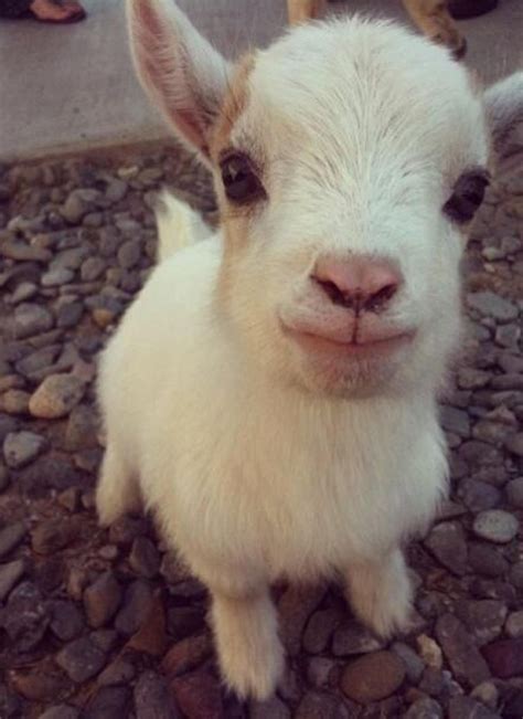 Cute Baby Goat Wallpaper