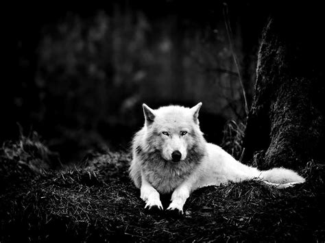 Download Wolf Aesthetic Black White Picture Wallpaper