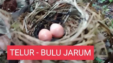 Pertumbuhan Anak Burung Kutilang Sutra Dihutan Dari Telur Sampai Bulu