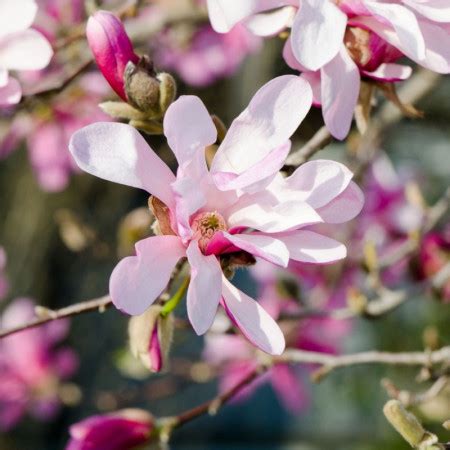 Magnolie Leonard Messel Arbore Ornamental Cu Flori Mari Stelate