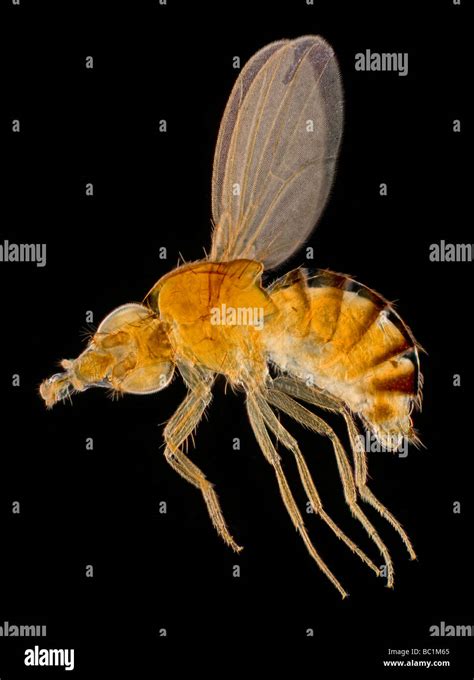 Drosophila Melanogaster Fotos Und Bildmaterial In Hoher Aufl Sung Alamy