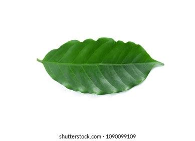 Mangoleaves Nature Pattern Whitebackground Isolated Stock Photo