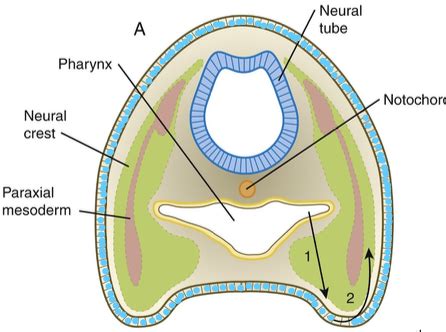 Anatomy Ii Exam Pharyngeal Apparatus And Development Of The Head And