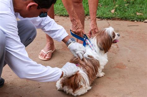 Vacinação antirrábica noturna contra raiva em cães e gatos REDEPARÁ