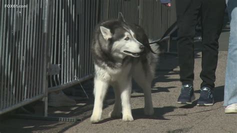 Uconn Mascot Jonathan