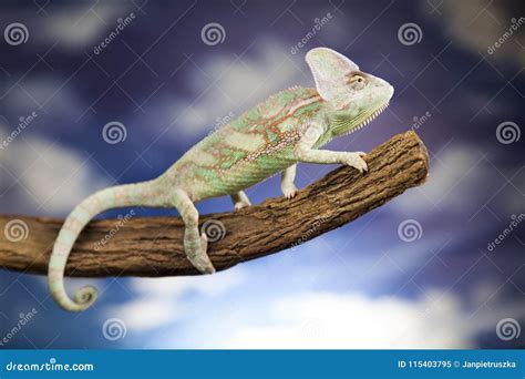 Green Chameleonlizard On Blue Sky Background Stock Image Image Of