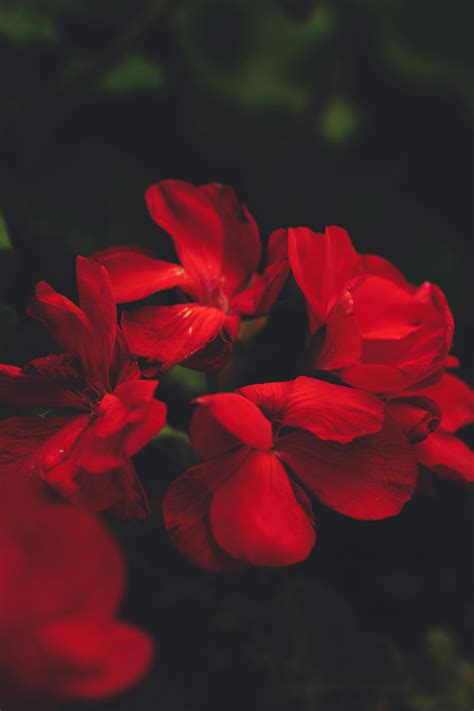 Red Jasmine Flowers Photos, Download The BEST Free Red Jasmine Flowers ...