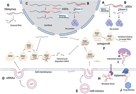 Summary Of Mechanisms Of Different Types Of Oligonucleotide