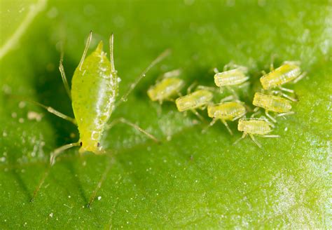 Keep A Watch For Aphids In Potato Crops This Late June Period