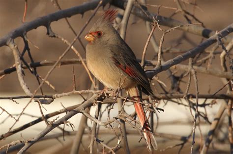 Ars bene moriendi: Birds of Arizona