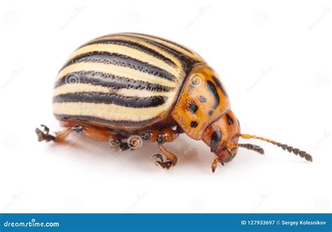 Colorado Potato Beetle Isolated On White Background Stock Image Image