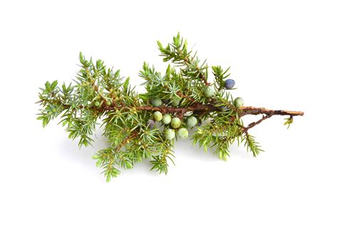 ScenTree - Juniper leaves EO (CAS N° 8002-68-4)