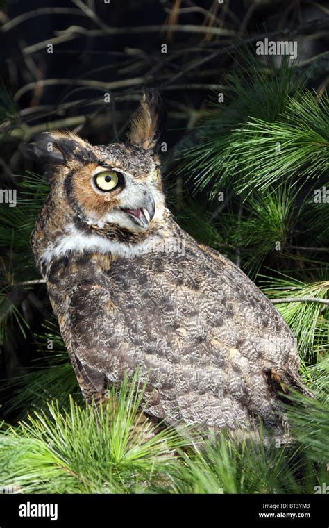 Bubo Virginianus Wings Hi Res Stock Photography And Images Alamy