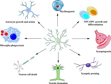 Multiple Physiological Roles Of Microglia In The Cns Microglia Are The Download Scientific