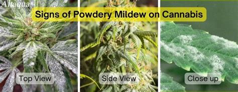 Effective Strategies to Prevent Powdery Mildew on Cannabis: Protect Your Crop