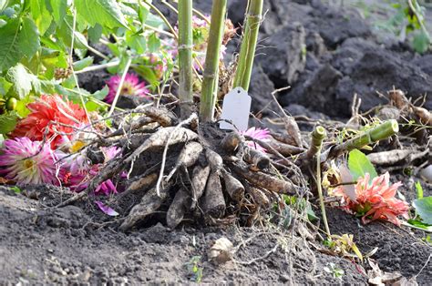 How To Overwinter Dahlia Tubers A Step By Step Guide