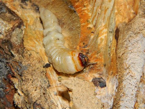 Cerambycidae Sp Larva Zoochat