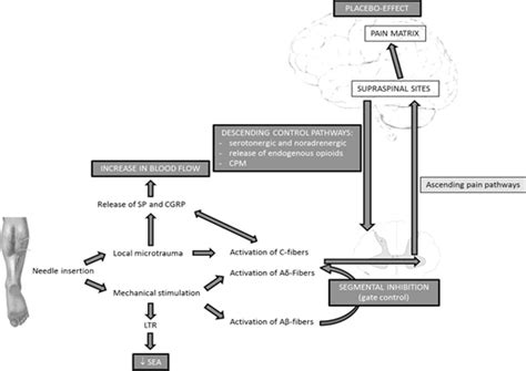 Physiological Effects of Dry Needling • Physical Health Media