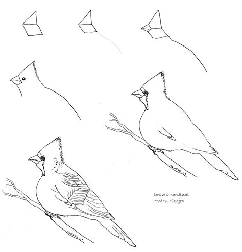 How To Draw A Cardinal Step By Step Cracking Memoir Bildergallerie