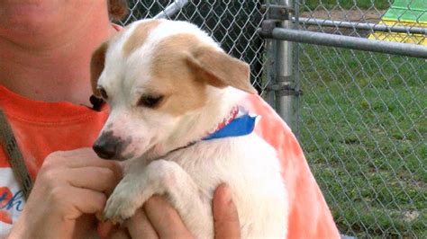 Spcas Rent A Dog Program Expands In Florida