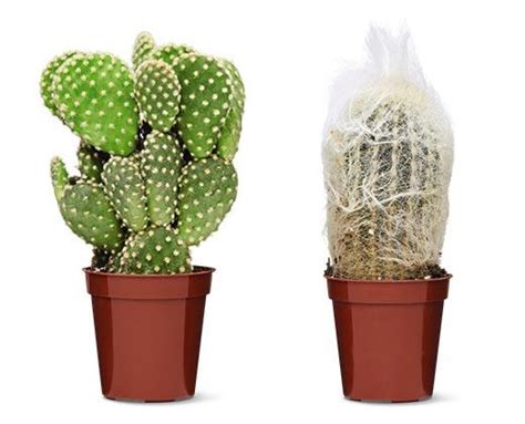 Mini Cactus Assorted Varieties Aldi Usa Specials Archive