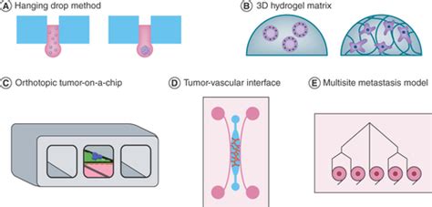 Full Article Biofabrication Of Advanced In Vitro And Ex Vivo Cancer