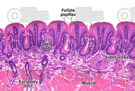 Foliate Papillae Histology