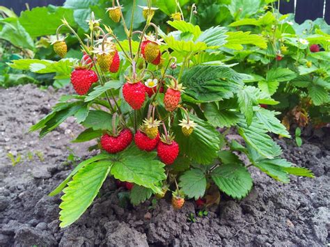 Pflege Von Erdbeeren Von Der Pflanzung Bis Zur Ernte Pflege Pflanzen