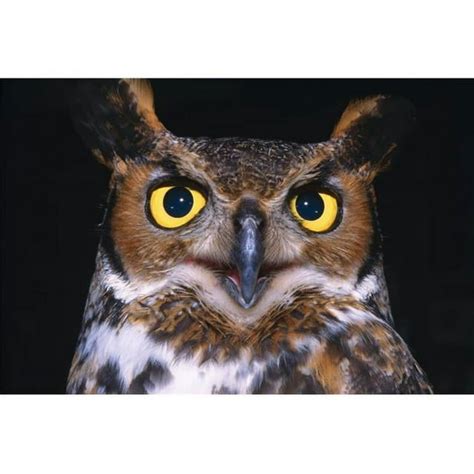 Portrait Of Great Horned Owl Poster Print By Natural Selection David Spier 18 X 12