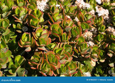 Money Tree With Pink Flowers Crassula Ovata Stonecrops Succulent