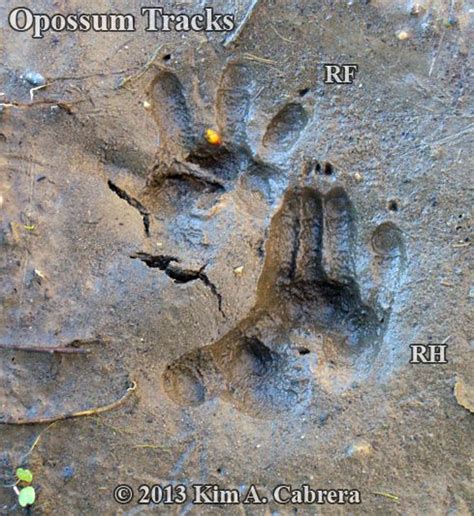 Animal Tracks - Opossum (Didelphis virginiana) | Opossum, Opossum tracks, Animal tracks