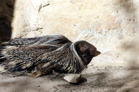 Free picture: crested porcupine bird