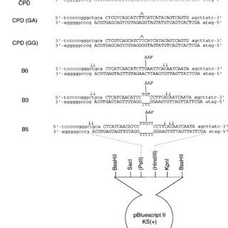 Defined Dna Substrates Used In This Study Arrows Indicate Major